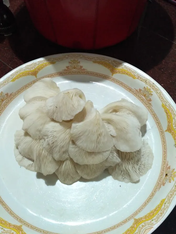 Pearl Oyster Mushrooms