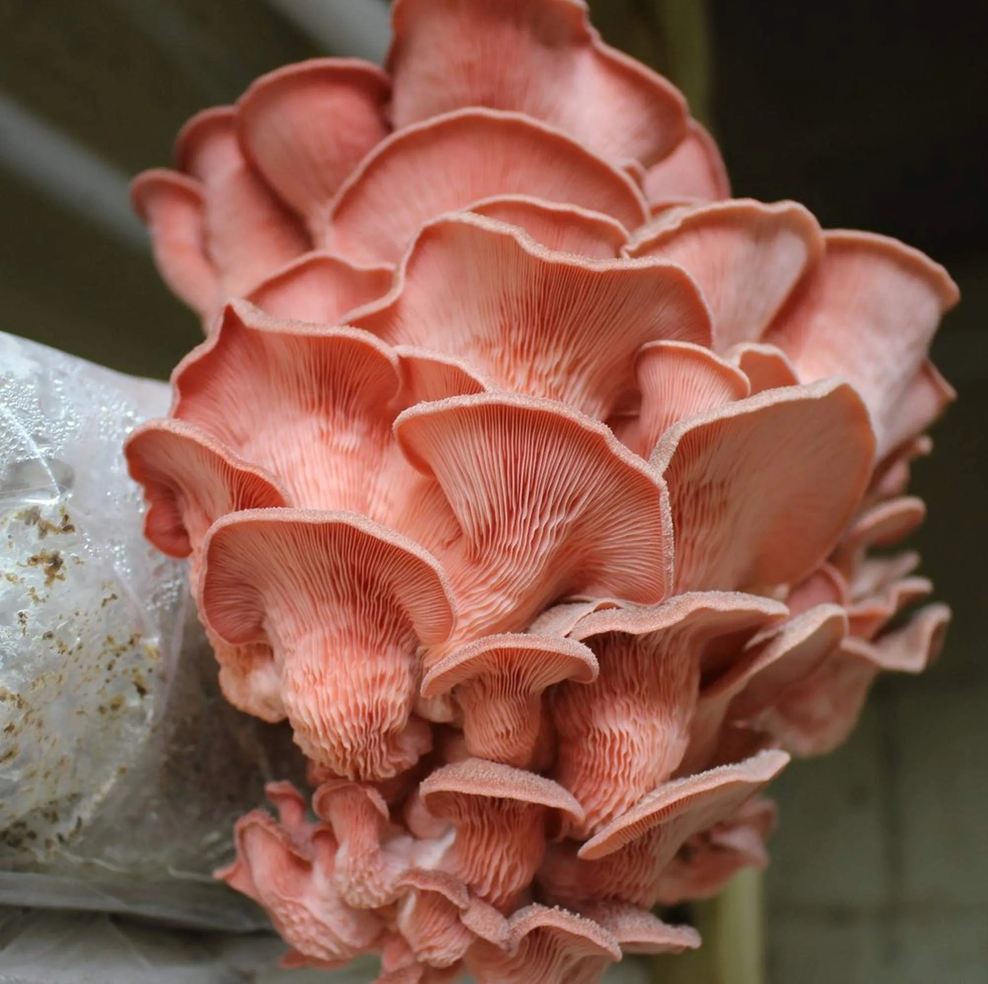 Pink Oyster Mushrooms